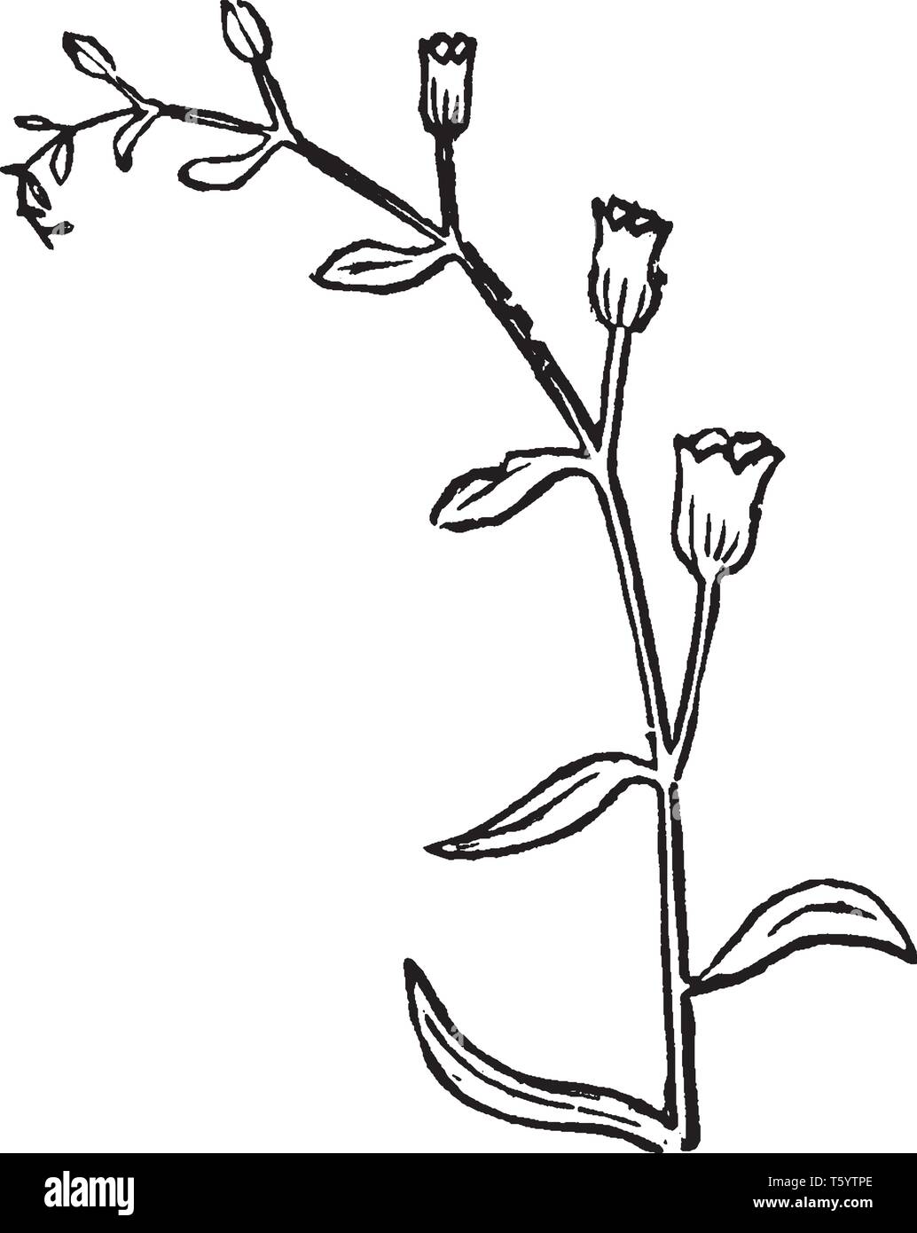 scorpoid cyme scorpoid cyme
