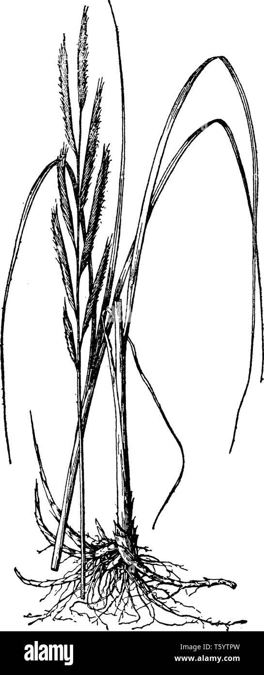 Picture shows the Michauxiana Spartina Plant. Flowers are Monoecious and they are pollinated by Wind. It is also called as Cordgrass, cord-grass and I Stock Vector
