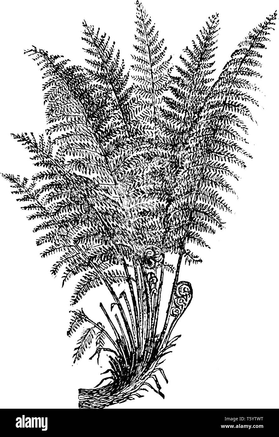 Common male fern male fern Stock Vector Images Alamy