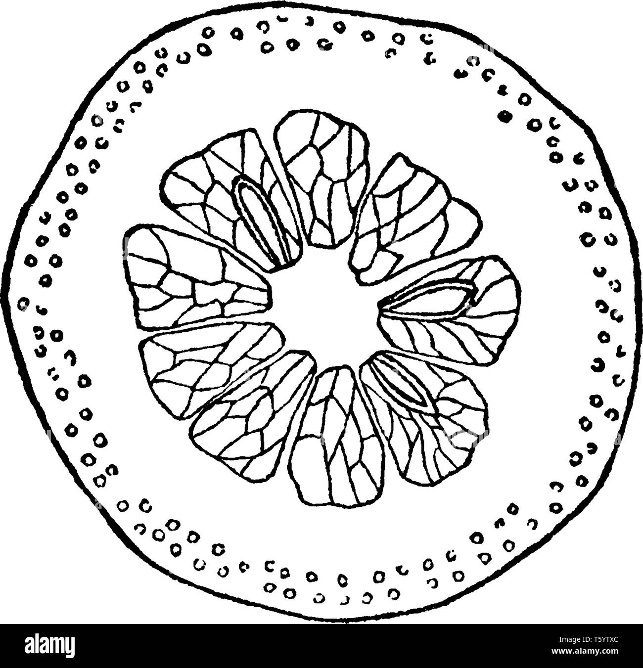 Hesperidium fruit Stock Vector Images Alamy