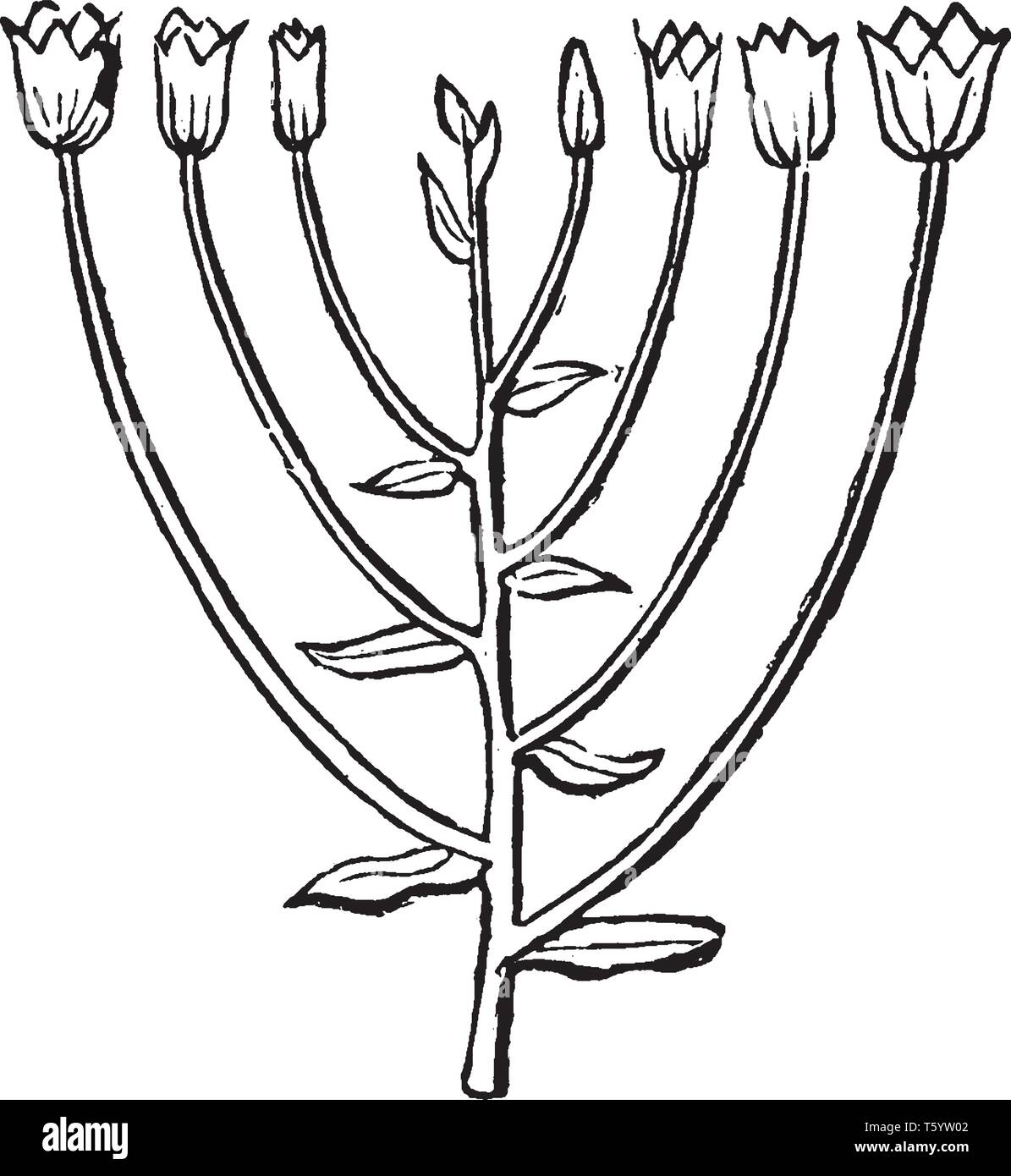 A picture showing the Corymb arrangement of flowers. Corymb is a ...
