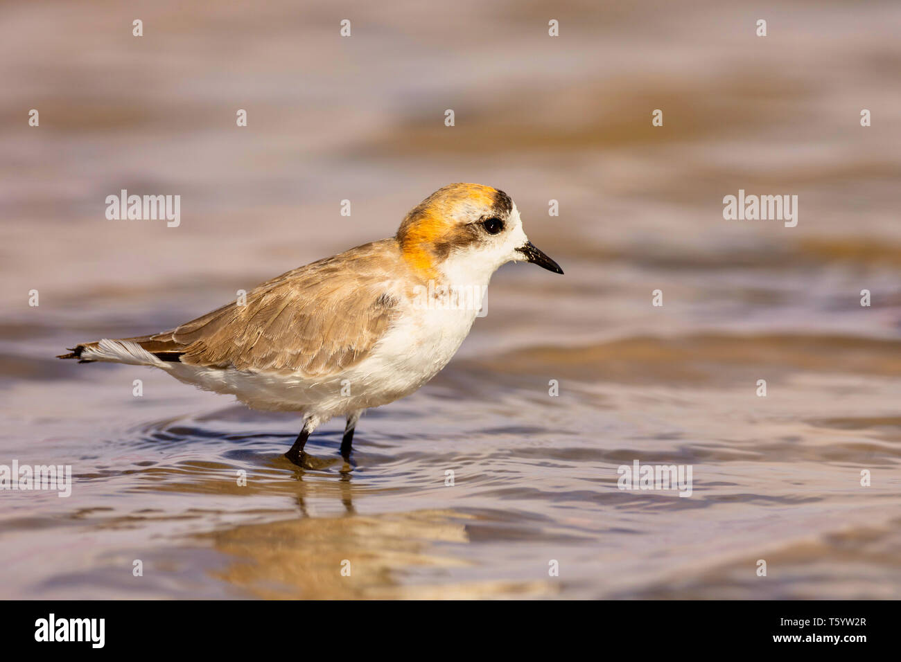 Puna plover (Charadrius alticola) Stock Photo