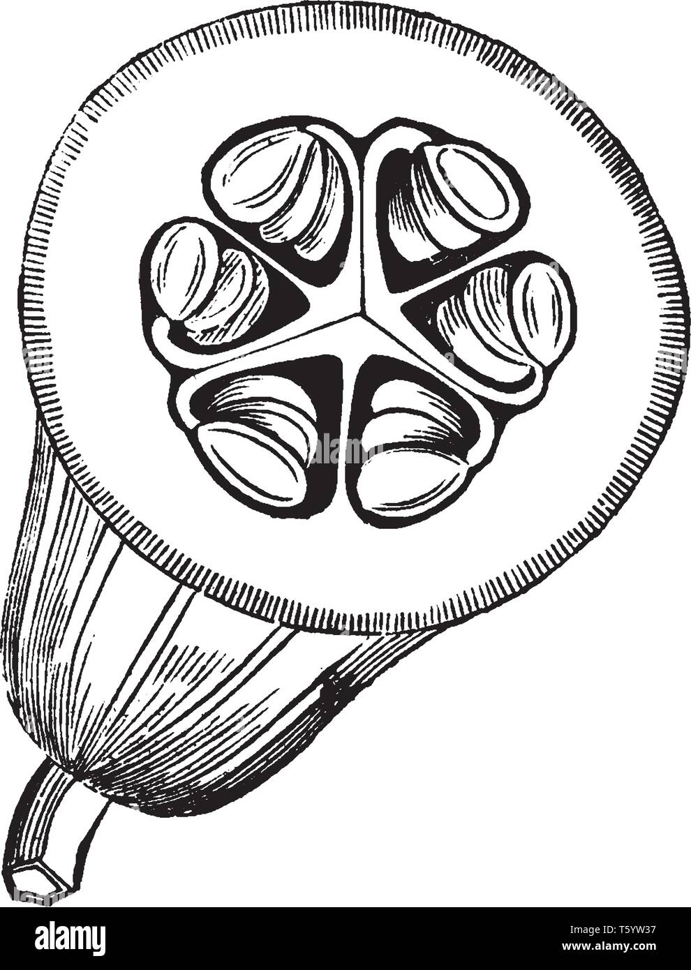 Hard rind Stock Vector Images - Alamy