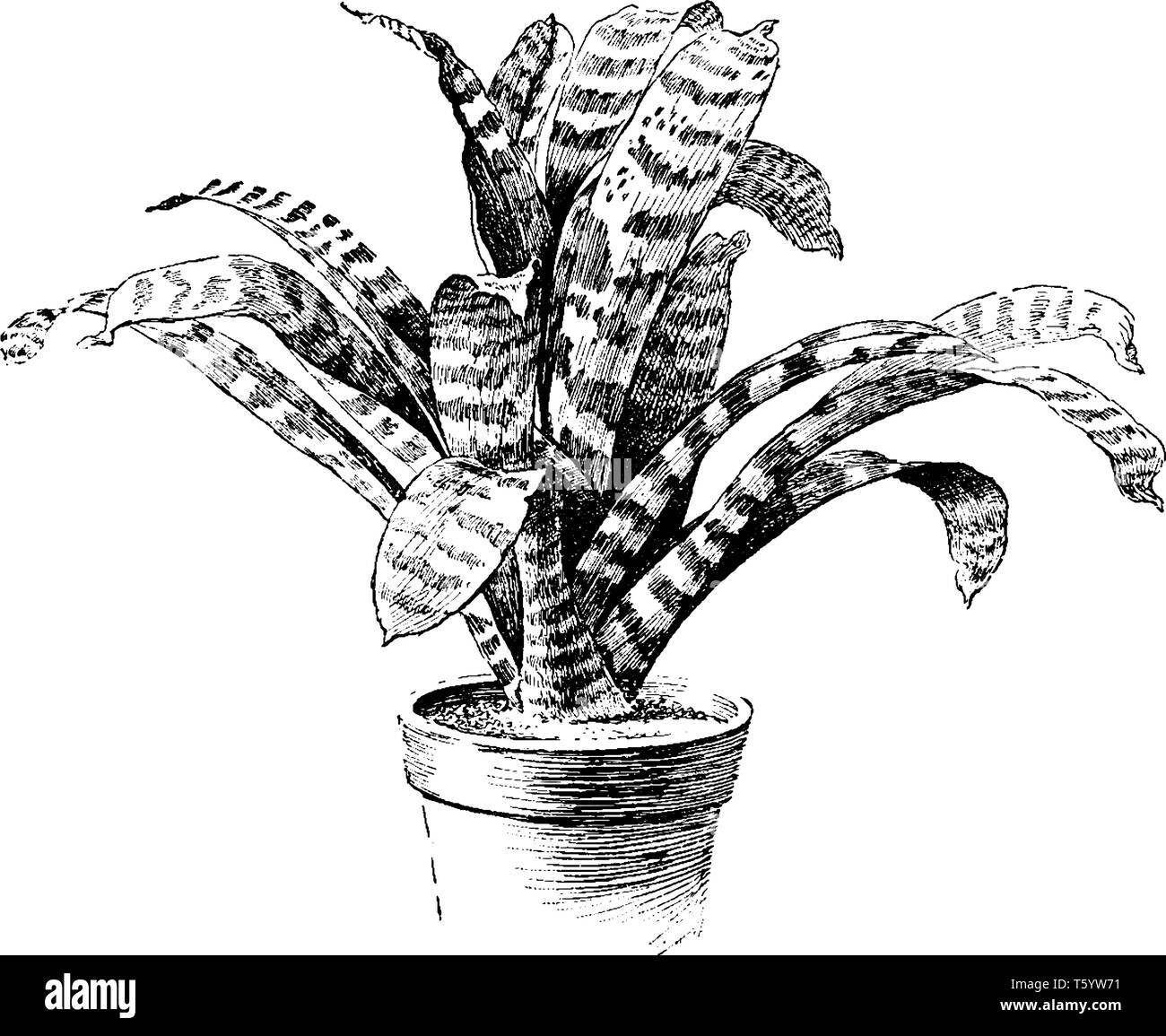 Picture shows the Vriesia Speciosa Plant. It is flowering plant and it belonging to the Bromeliaceae family. Leaves are dark green, having white strip Stock Vector