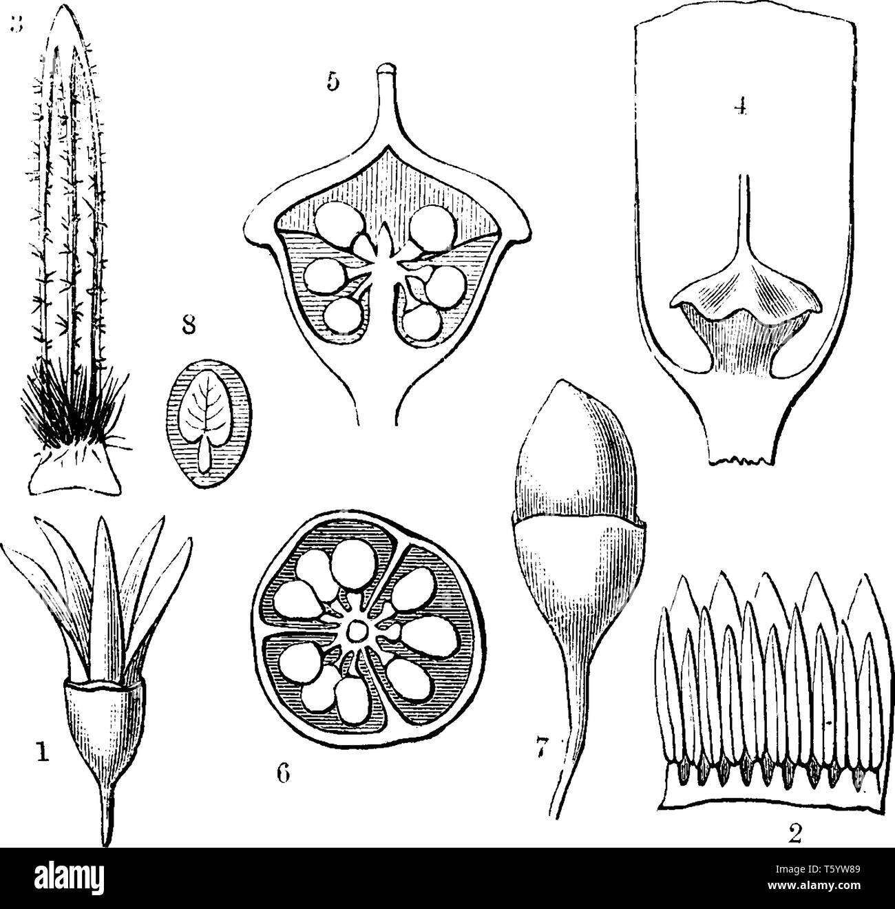 A picture showing the different parts of Styrax leiophylla tree. The parts includes a flower, stamen, ovary, ripe fruit and longitudinal section of se Stock Vector