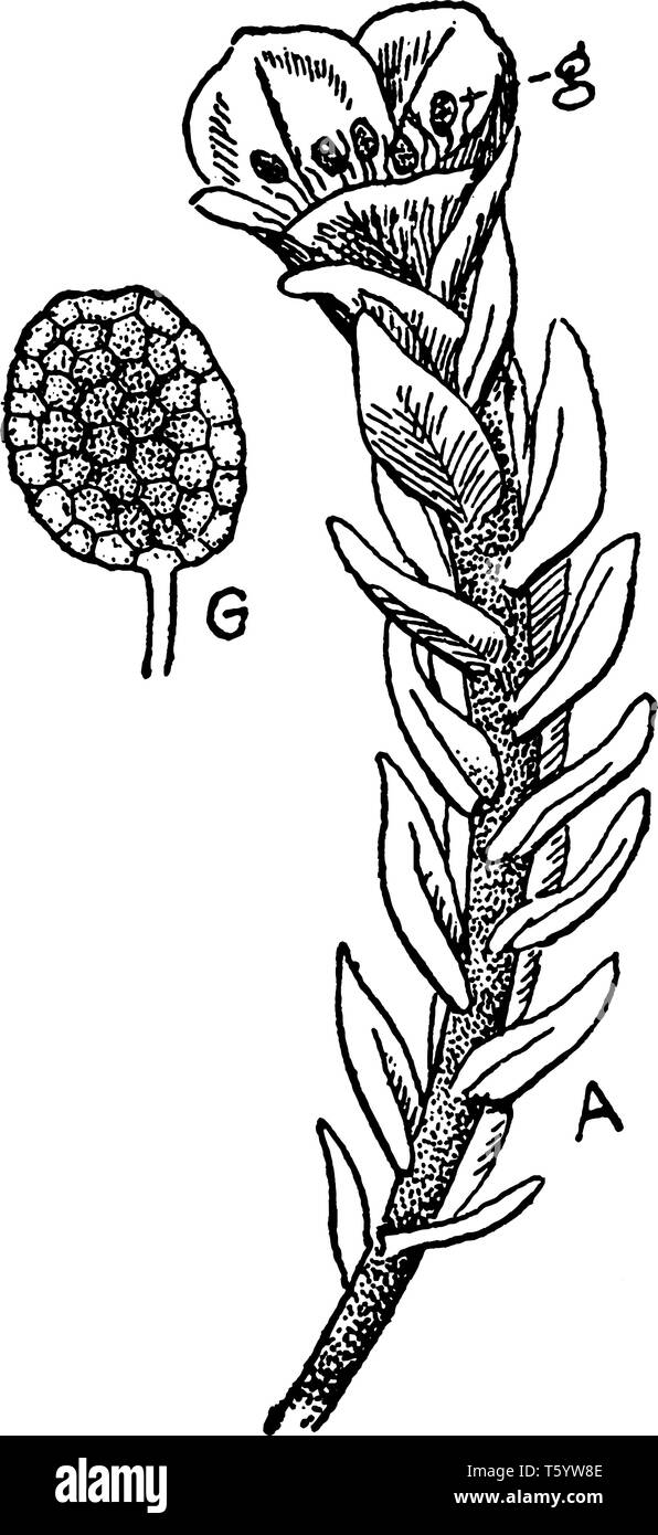 The moss life-cycle starts with a haploid spore that germinates to produce a protonema, vintage line drawing or engraving illustration. Stock Vector