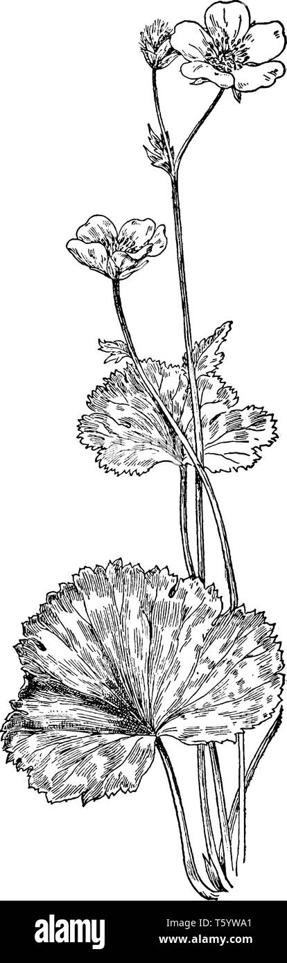A picture of a Geum Peckii plant. This is from Rosaceae family. Simple leaves and hairy stems. Flowers are yellow, vintage line drawing or engraving i Stock Vector