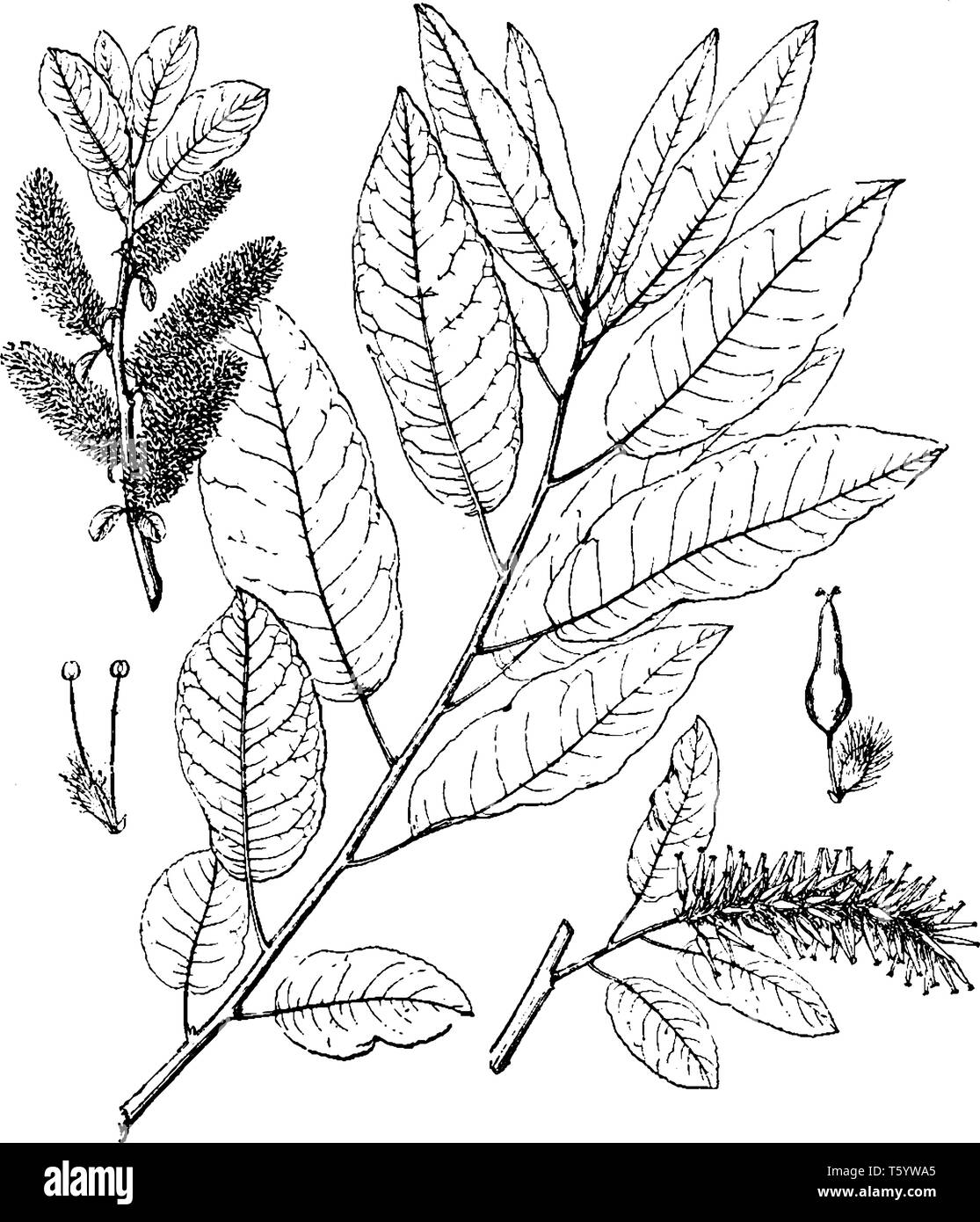 Picture of Balsamifera Salix leaves. It is a frost tolerant, suckering pioneer, good soil stabilization, rapidly spreading, tolerates salt, urban site Stock Vector