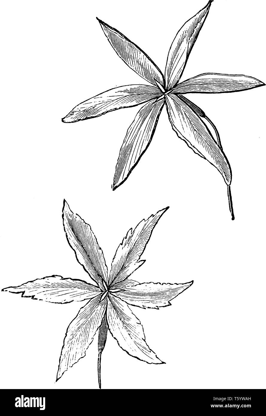 This is an image of Leucocoryne Ixiodes plant. There are two different flower head, one is entire segments and second is toothed segments, vintage lin Stock Vector