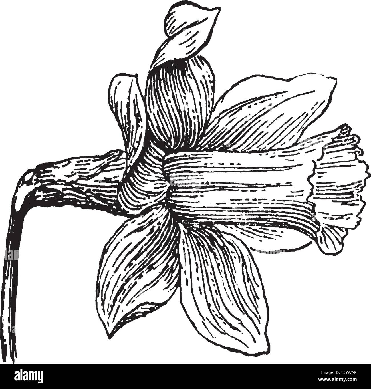 A Picture Is Showing Daffodil Flower This Flower Has Trumpet Shaped And Bright Primrose Yellow Color Vintage Line Drawing Or Engraving Illustration Stock Vector Image Art Alamy
