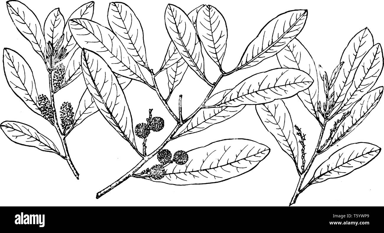 A picture of branch of Myrica Inodora.Myrica Inodora is a plant species native to the coastal plains on the northern shore of the Gulf of Mexico, vint Stock Vector