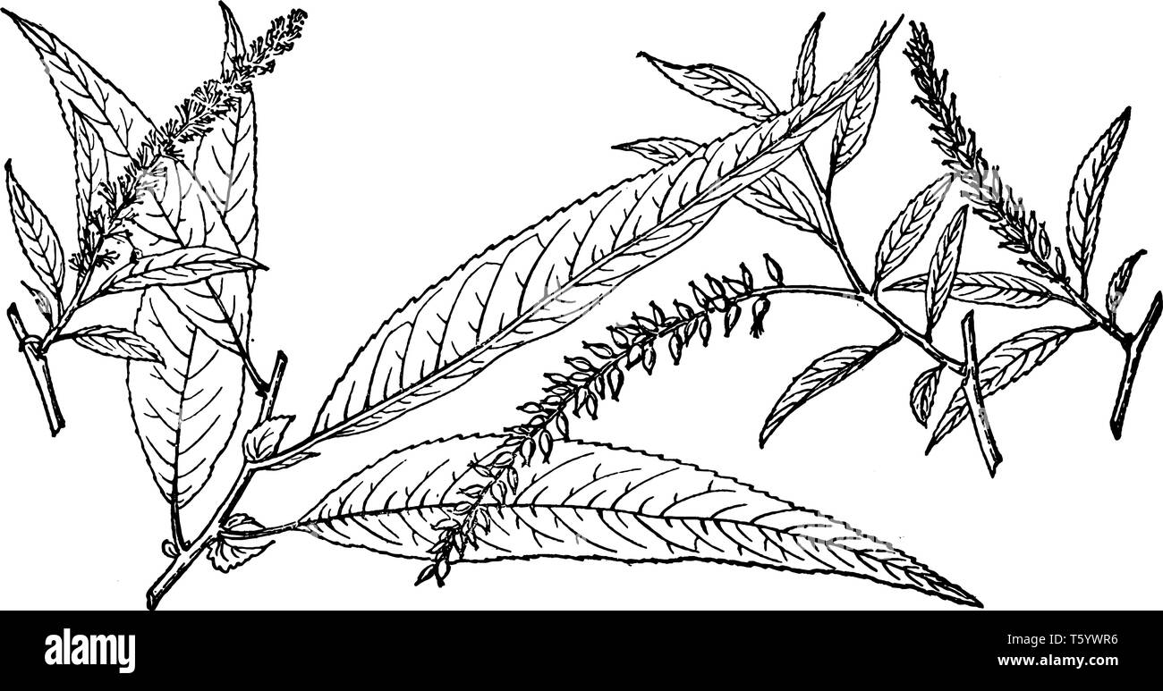 Picture shows the Branch of Salix Longipes which is a species of willow. The leaves are typically elongated, but may also be round to oval, frequently Stock Vector