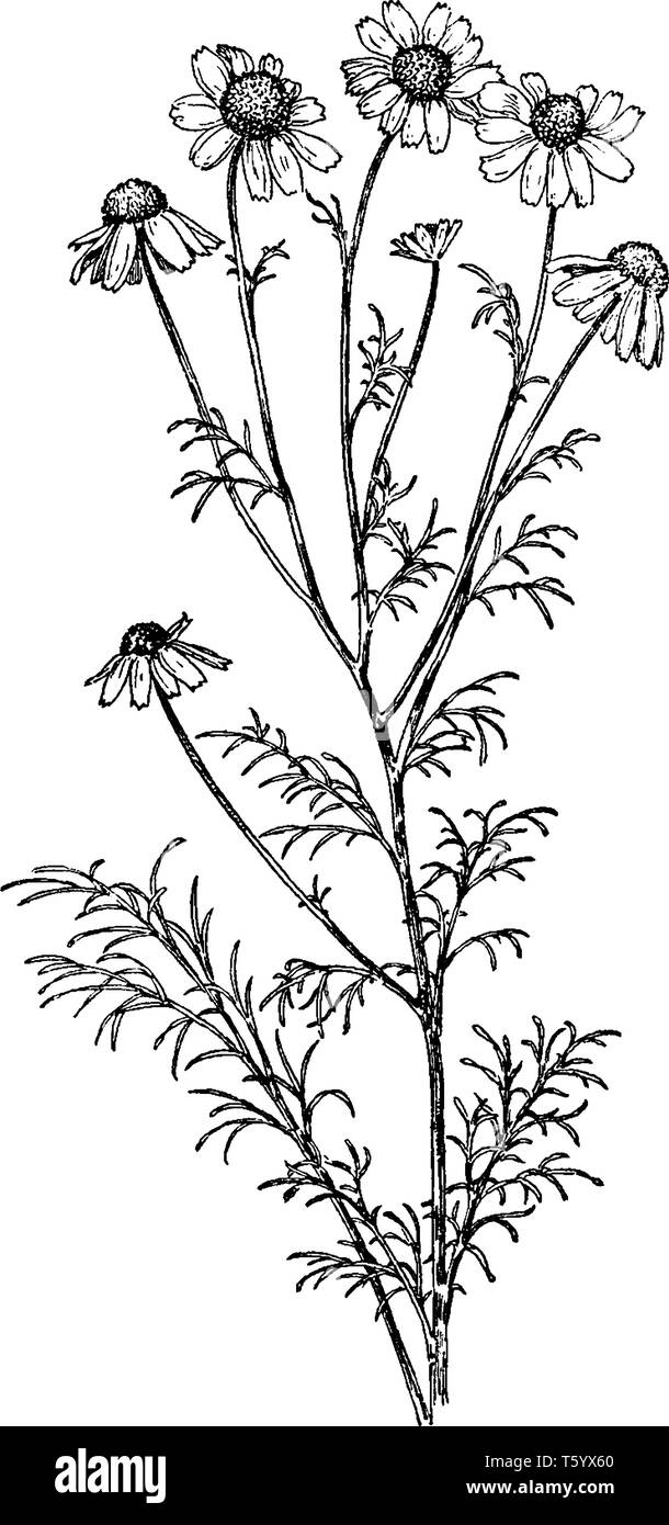 A picture is showing branch and flowers of Anthemis Cotula also known as may-weed and dog fennel. The flowers of antenaria margaritacea are small in s Stock Vector