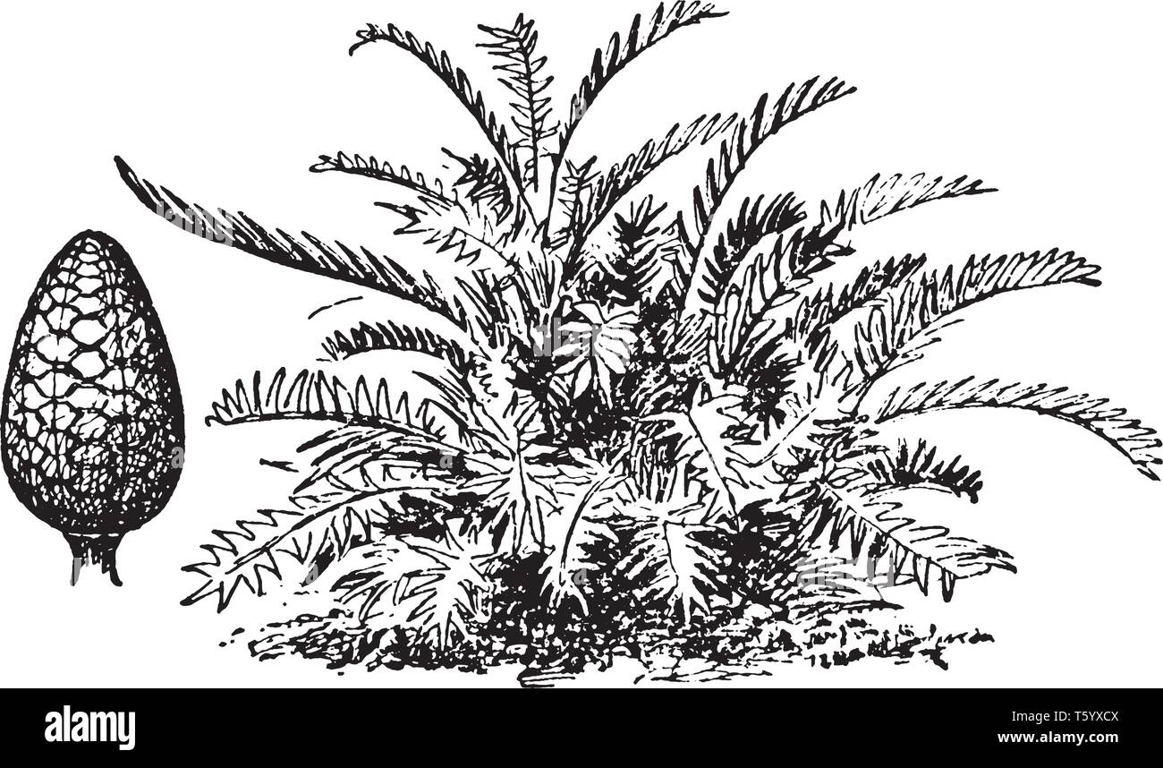 A picture shows Arrowroot Plant. It comes from a starch derived chiefly from the roots and it is also known as Maranta arundinacea and grains of seVer Stock Vector