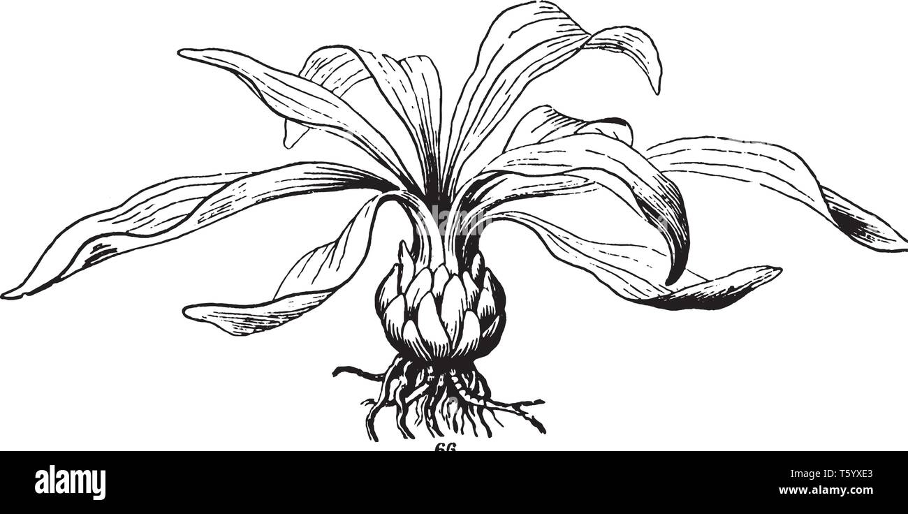 A picture is showing Lily Bulb. It belongs to Liliaceae family. Bulb is