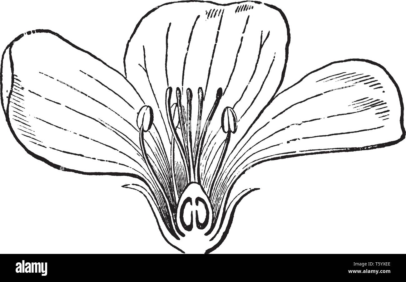 A picture showing section of a moderately enlarged flower, showing a part of the petals and stamens, the five styles, and an ovary section with two ru Stock Vector