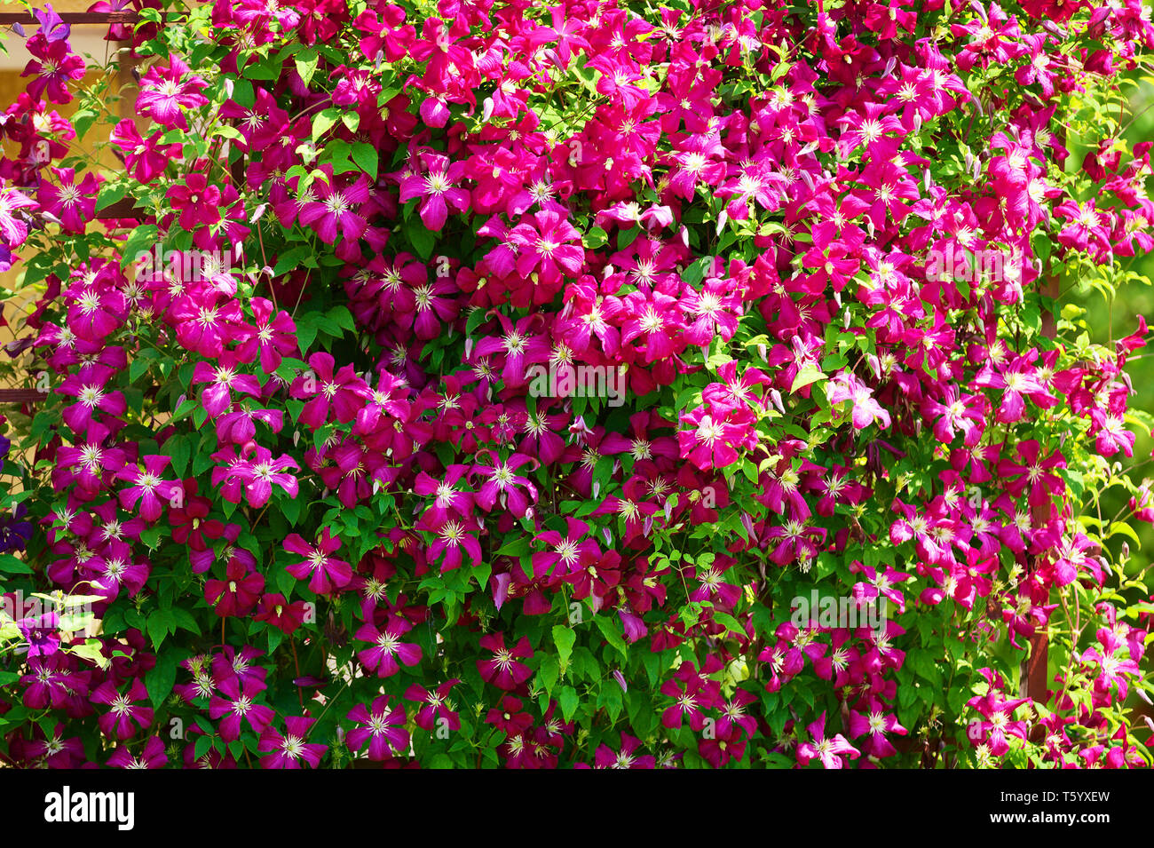 Pink clematis flowers blooming on shrub in sunlight. Spring garden in blossom. Stock Photo