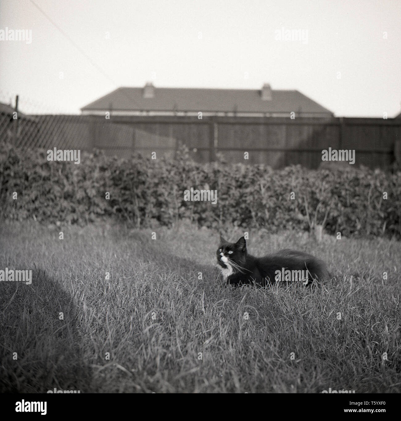 Black cat animal hi-res stock photography and images - Alamy