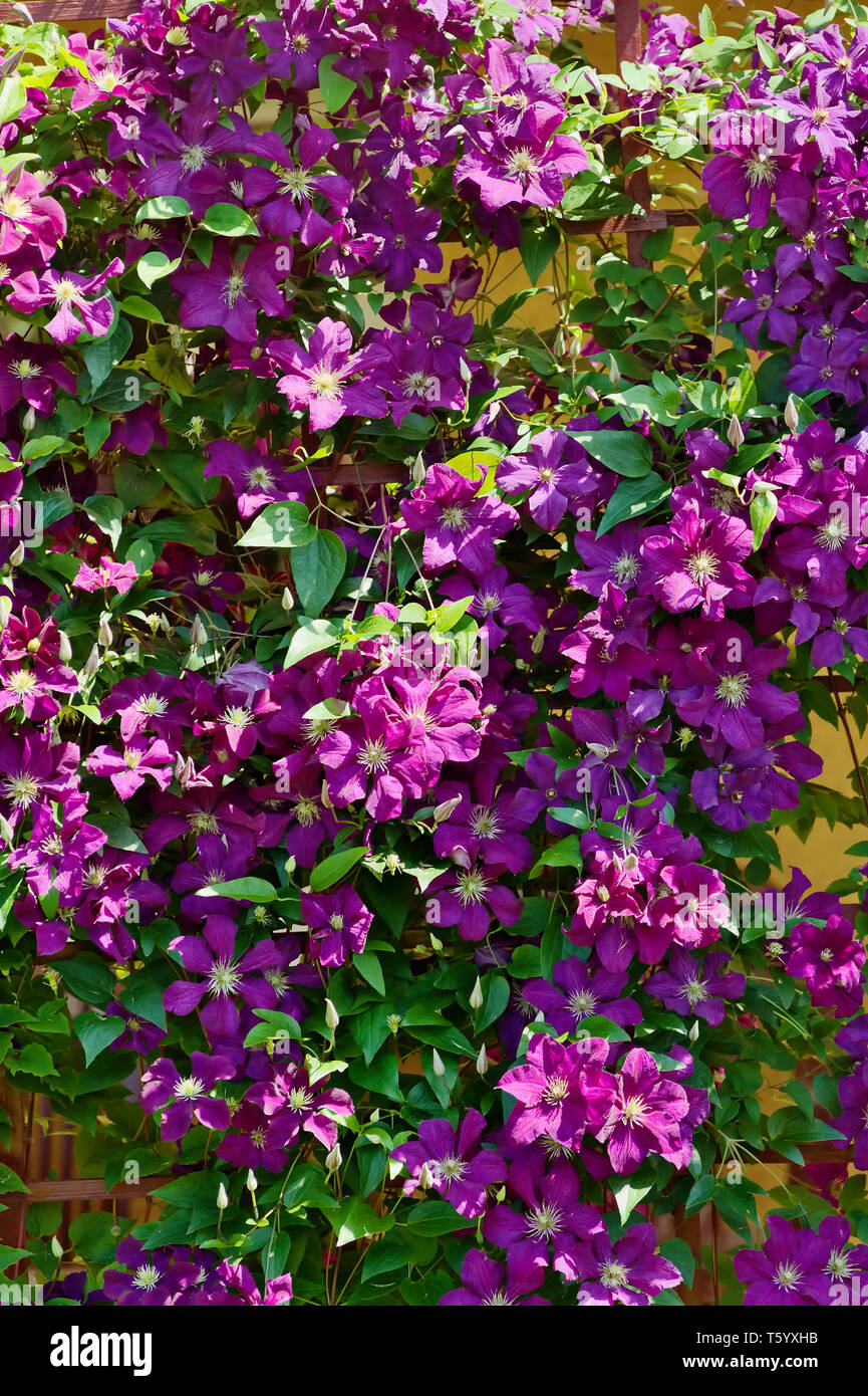 Purple clematis flowers blooming on shrub in sunlight. Spring garden in blossom. Stock Photo