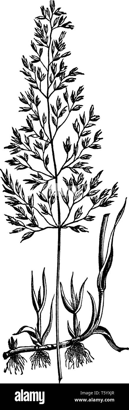 This grass species grow in water, and the seed branches are taller two three feet, leaves grow separately, vintage line drawing or engraving illustrat Stock Vector