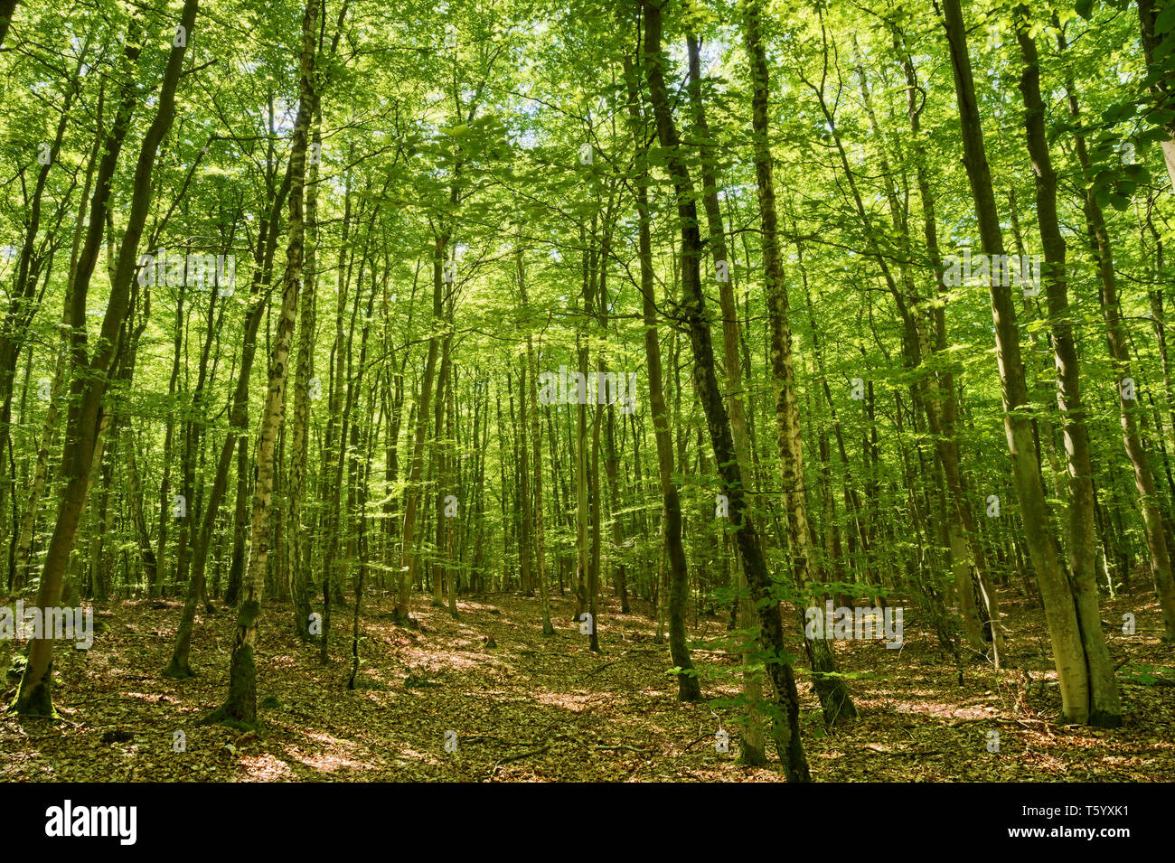 Beech forest in Pomerania, Poland. Fagion sylvaticae trees in deciduous woodland. Stock Photo