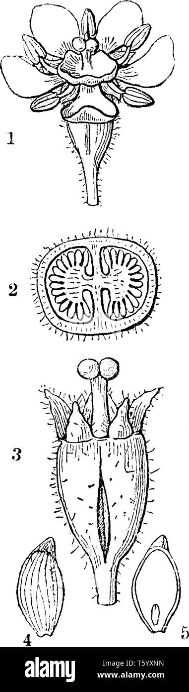 A picture is showing Escallonia. This is Escallonia pulverulenta. It is an evergreen shrub. In this: 1. a flower, 2. a cross section of the ovary, 3.  Stock Vector