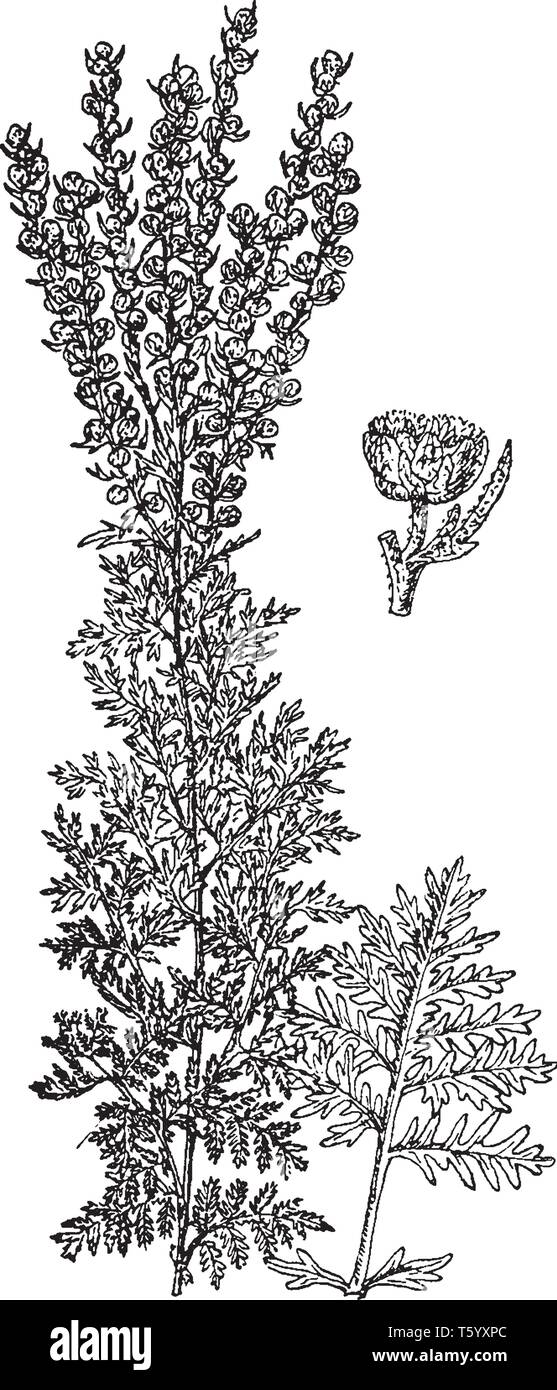 Artemisia Vulgaris is known as mugwort. It is growing 1-2 m tall, with a woody root and the leaves are 5-20 cm long, dark green and pinnate, vintage l Stock Vector