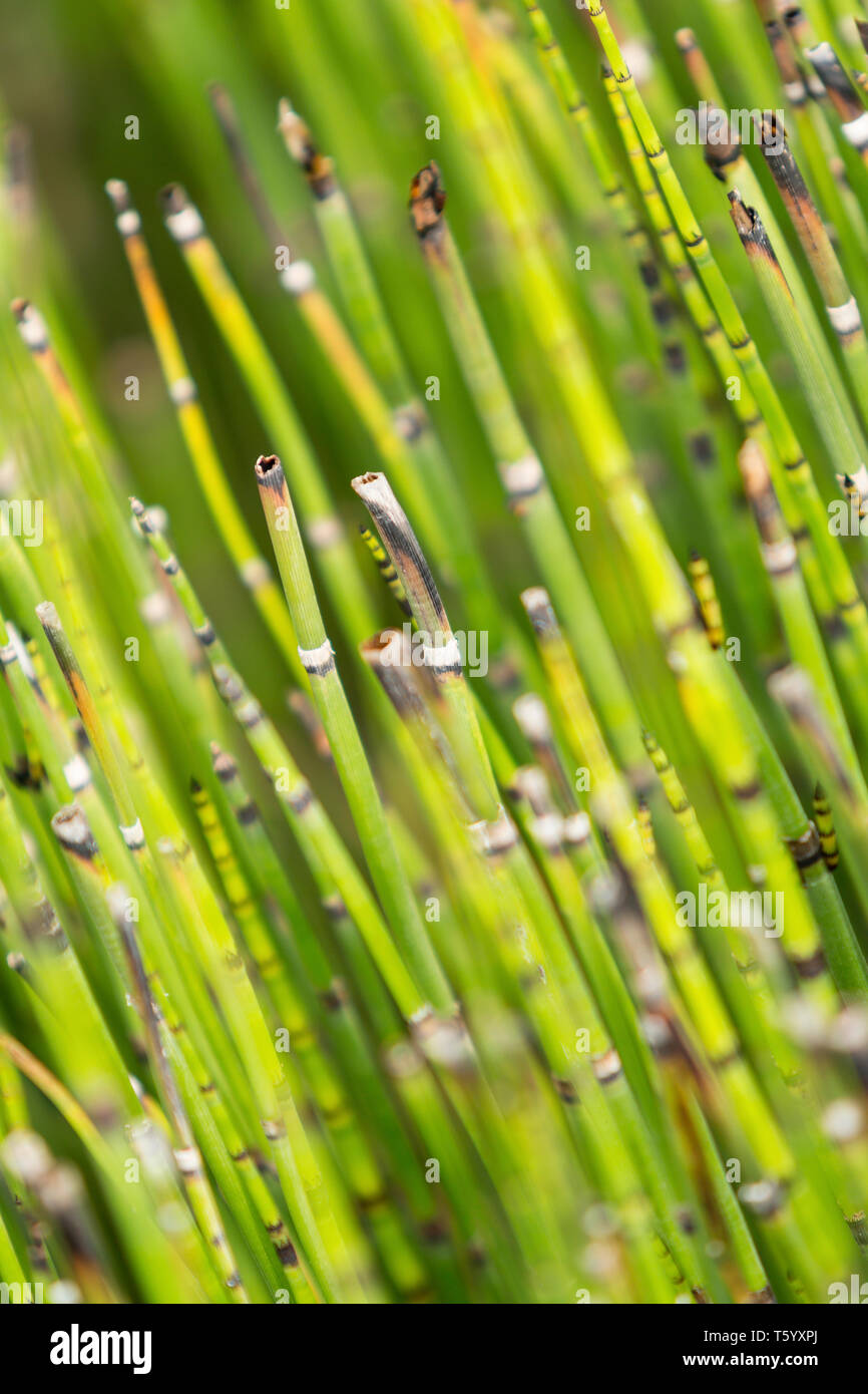 Bamboo at Villandry castle gardens, in France. Chateau de Villandry