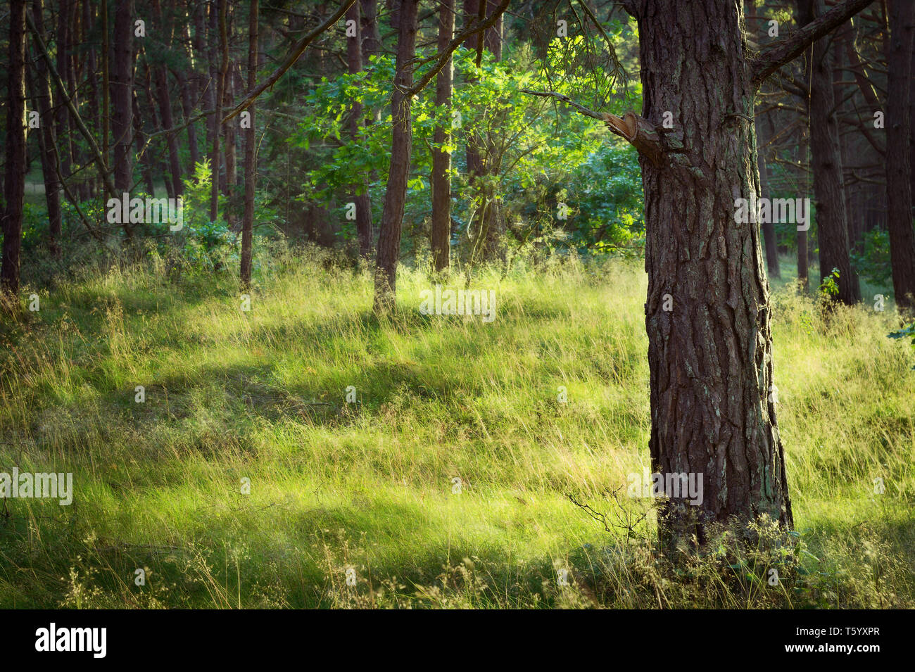 Sunny glade in evergreen coniferous pine forest at sunrise. Pinewood with Scots or Scotch pine Pinus sylvestris trees growing in Pomerania, Poland. Stock Photo