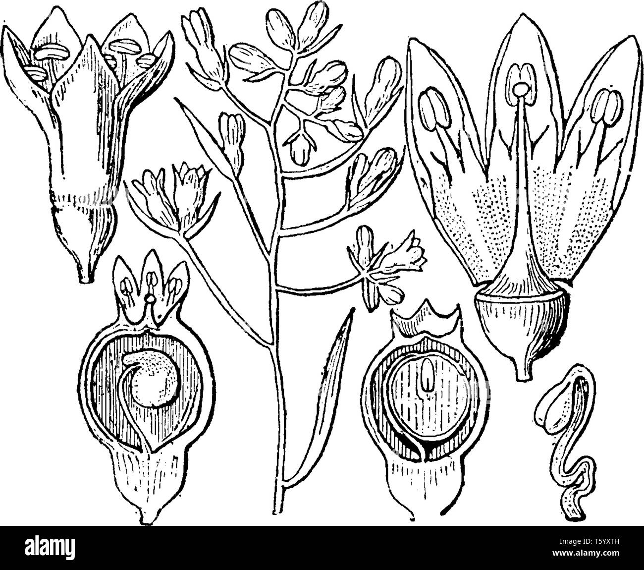 A picture showing different sections of Thesium also known as Thesium pratense, vintage line drawing or engraving illustration. Stock Vector