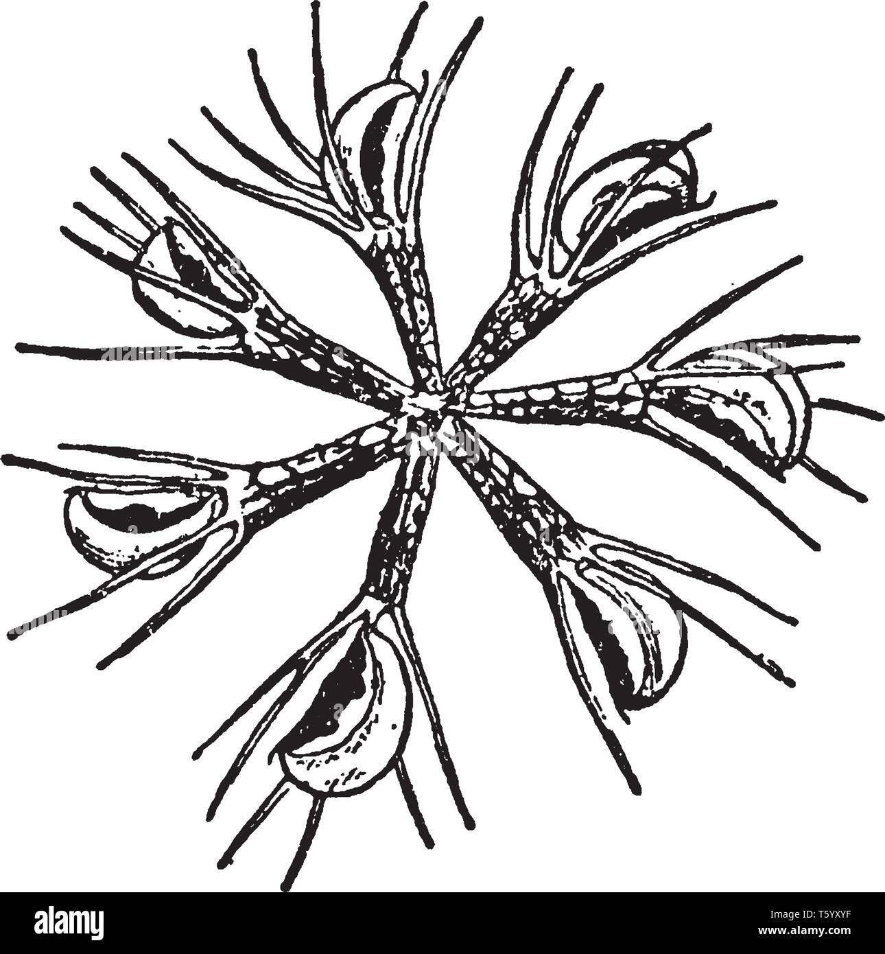 Five point leaves Stock Vector Images - Alamy