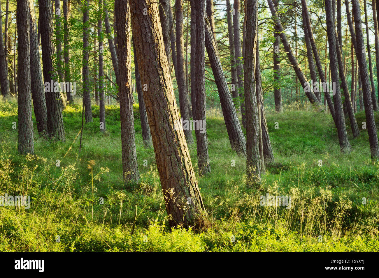 Summer pinewood. Scots or Scotch pine Pinus sylvestris trees in evergreen coniferous forest. Pomerania, Poland. Stock Photo