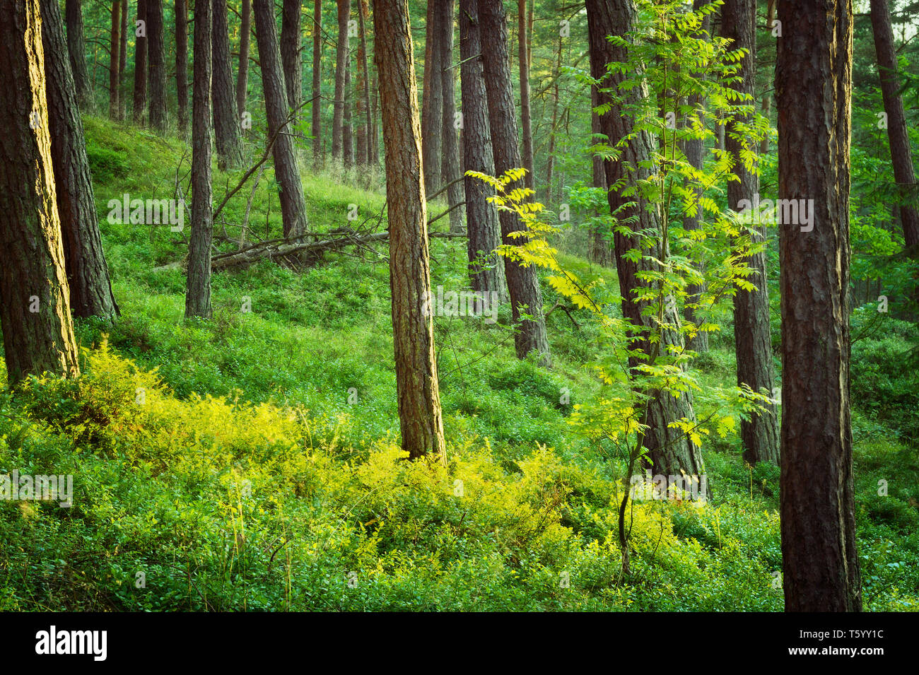 Summer pinewood and bilberry plants on the forest floor. Scots or Scotch pine Pinus sylvestris trees in evergreen coniferous forest. Pomerania, Poland Stock Photo