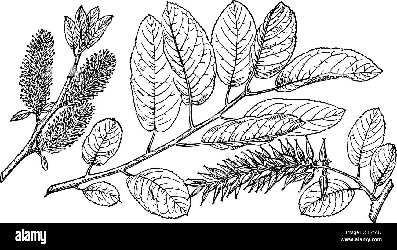 Salix Balsamifera:  In this sketch there is one branch of tree, Salix Balsamifera is called balsam willow because its leaves and twigs, trees are blac Stock Vector