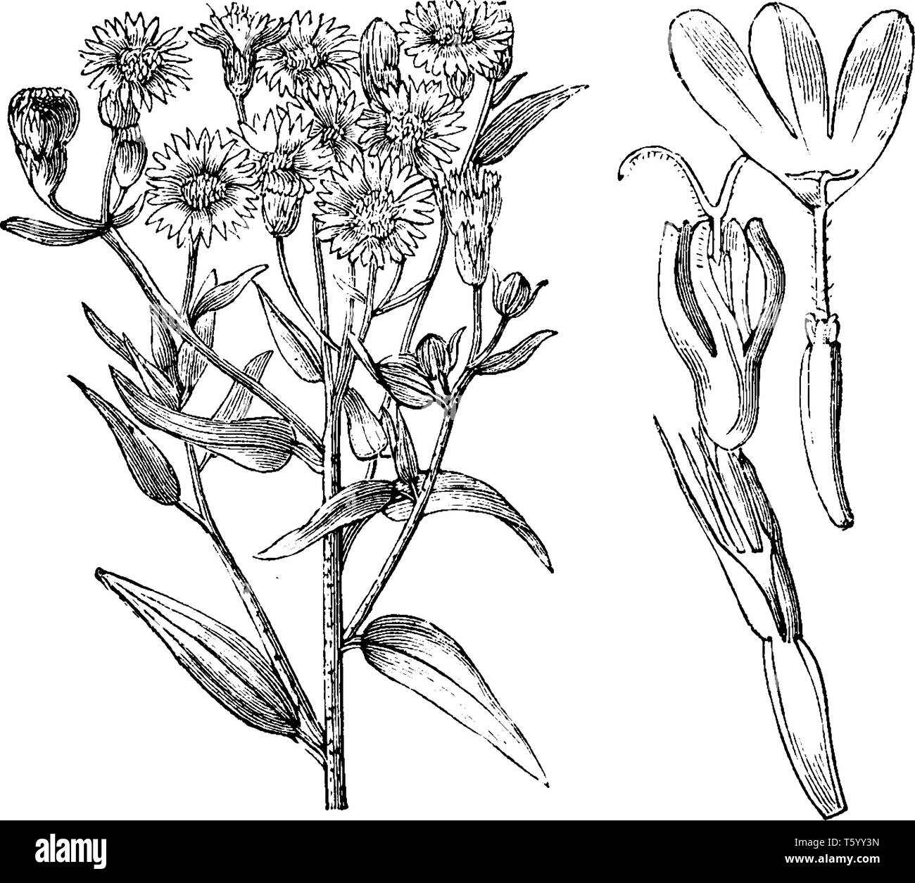 A picture, that's showing a Palafoxia Hookeriana. Stem is thin and long. The flowers are small and pink, vintage line drawing or engraving illustratio Stock Vector