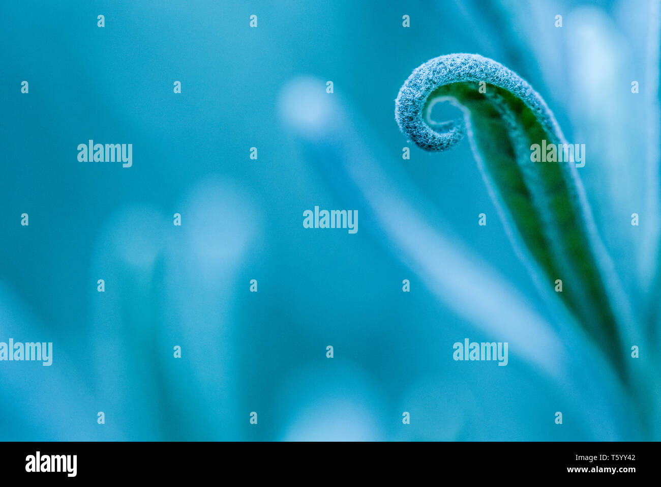 A curling lavender leaf on the right, in the foreground, fading into an abstract blue background Stock Photo