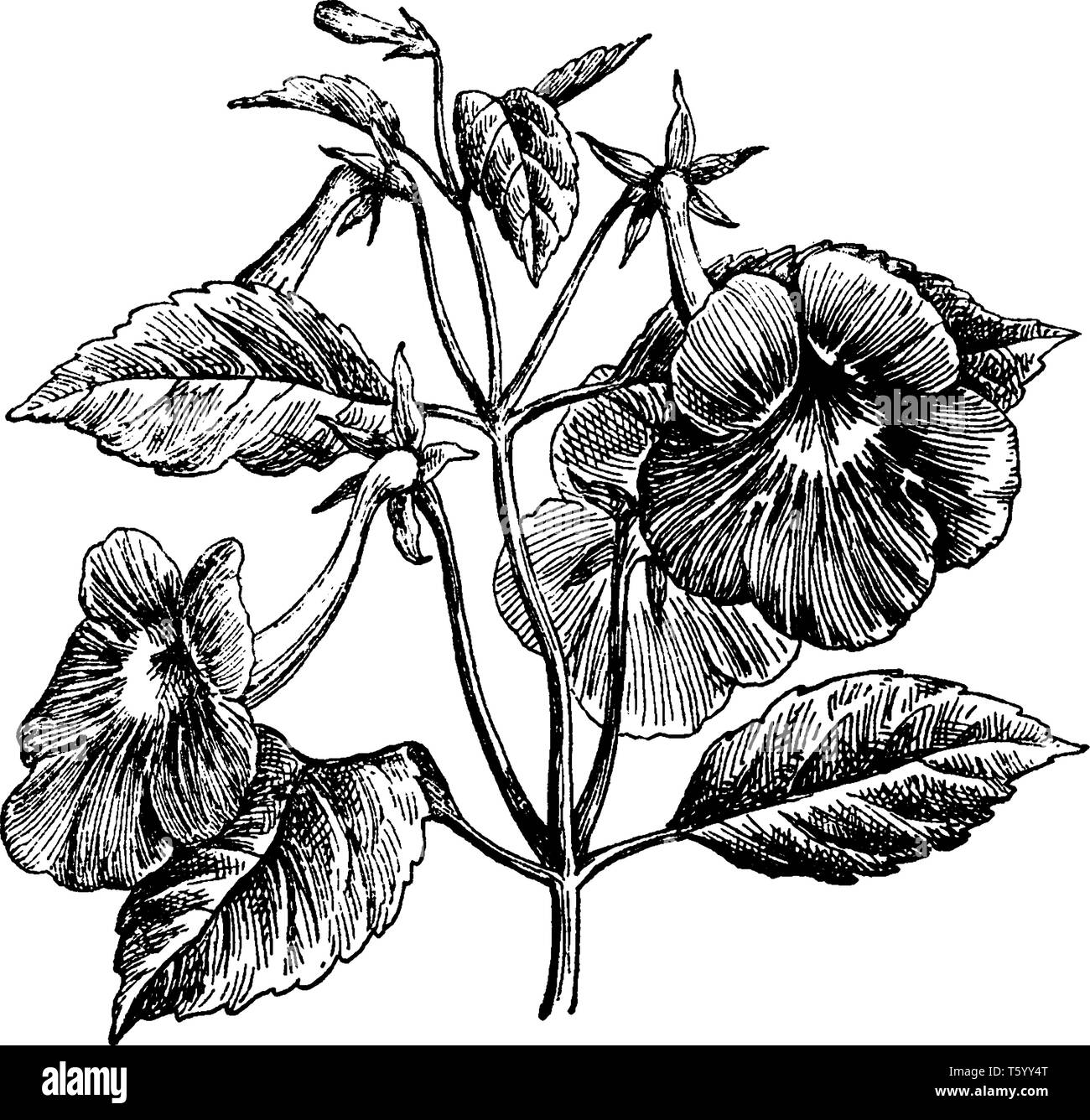 A picture of Achimenes Longiflora flowering plant. The flowers grow alone on each stem. The leaves are opposite or 3-4 whorled, vintage line drawing o Stock Vector