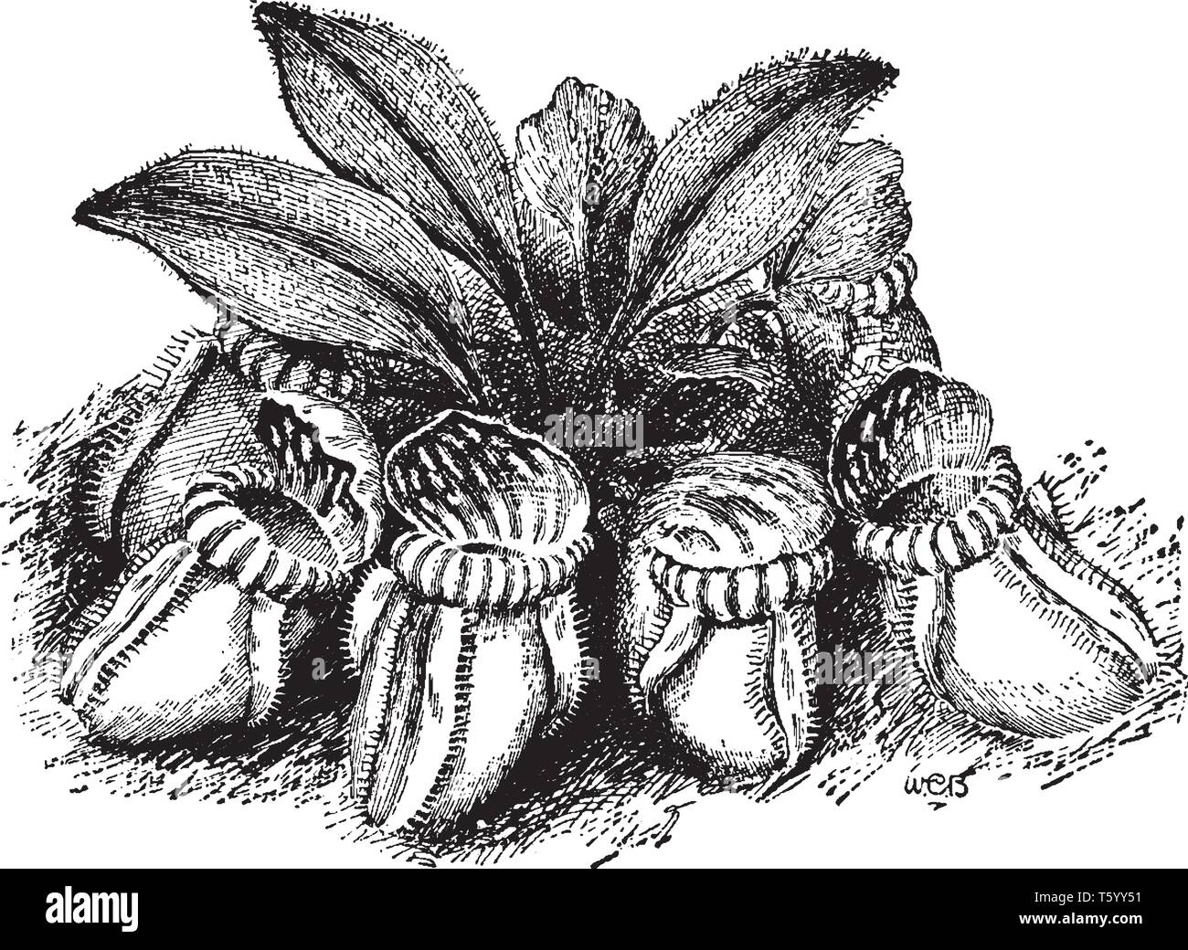 Cephalotus Follicularis is the only species in its entire family. It is known as Albany Pitcher Plant, vintage line drawing or engraving illustration. Stock Vector