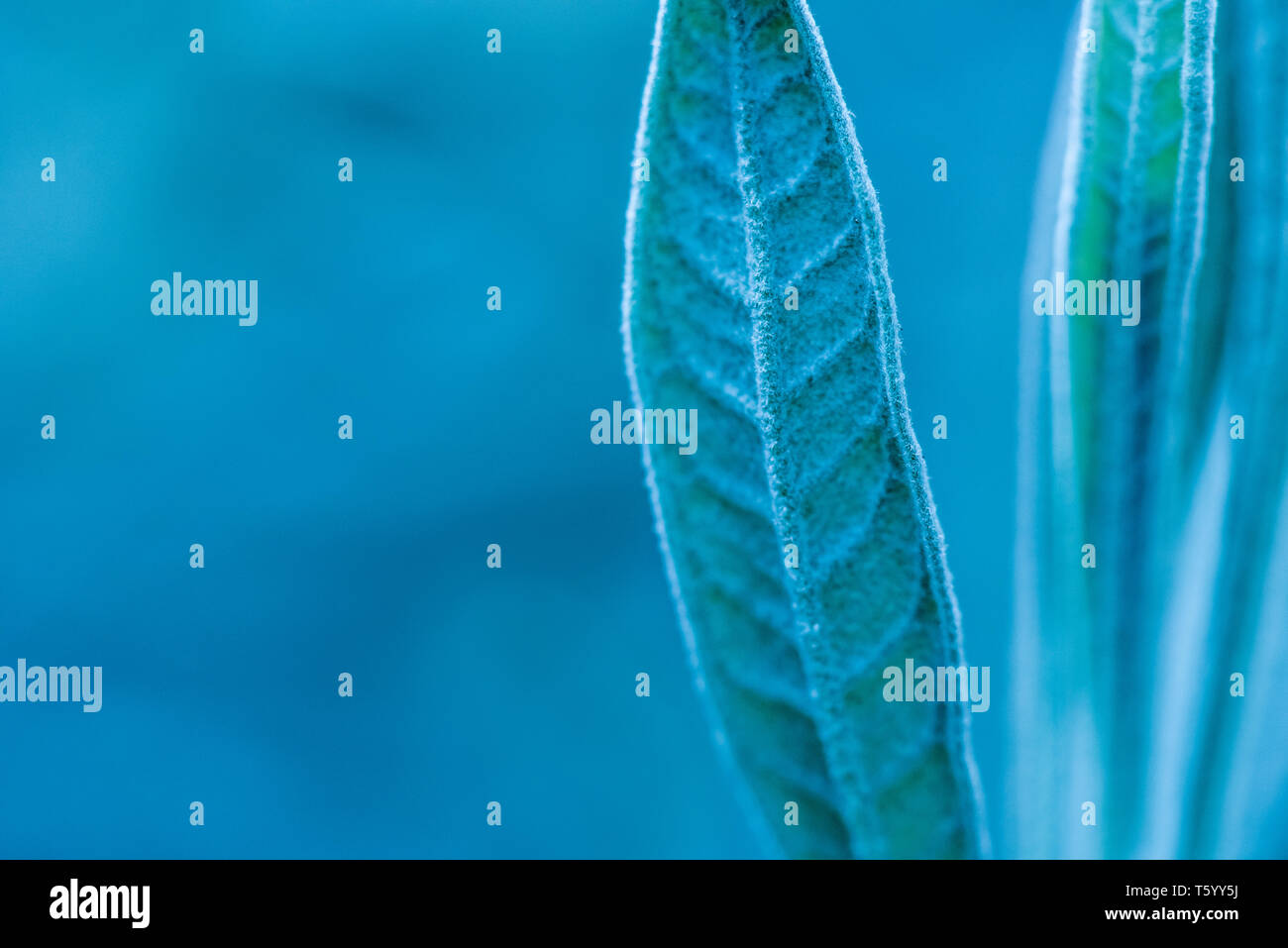 An isolated lavender leaf on the right against a blurred blue background Stock Photo