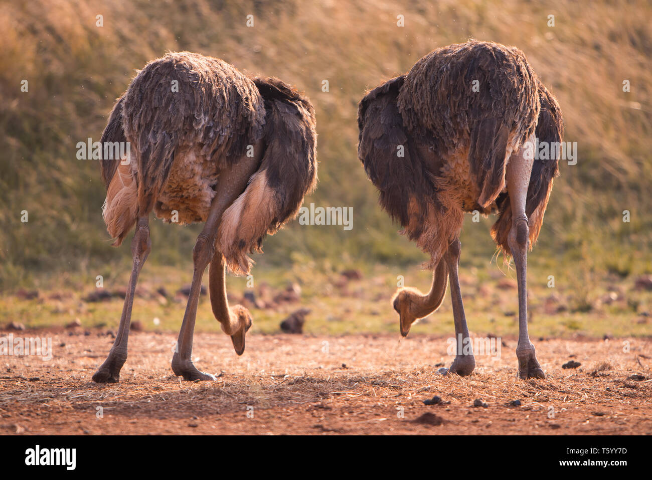 Two ostriches feeding, pictured from behind, South Africa Stock Photo