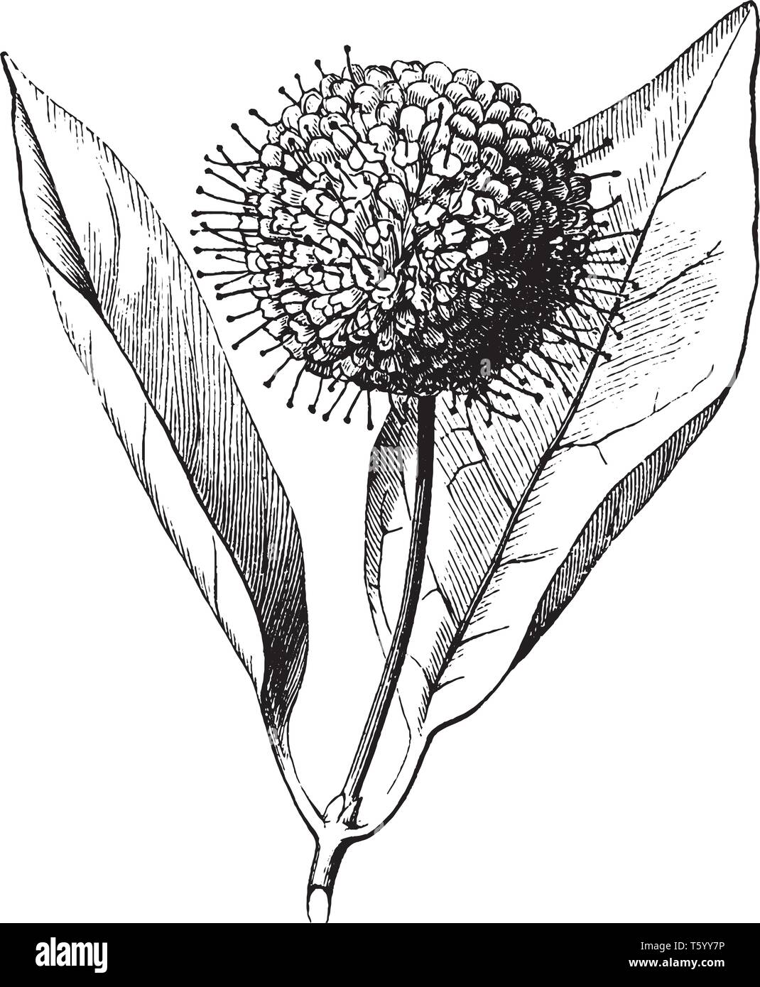 Inflorescence dense Stock Vector Images Alamy