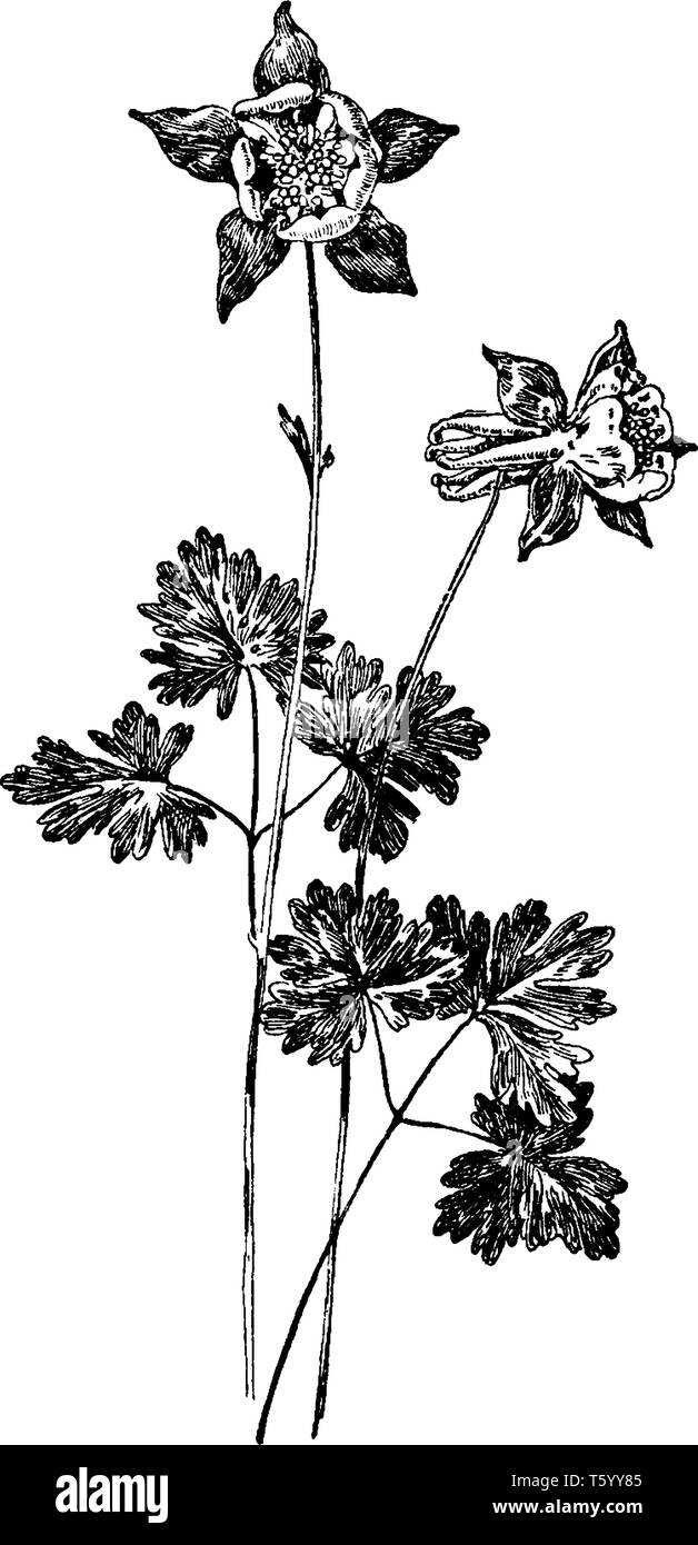 A picture shows Aquilegia Alpina. It is commonly known as Alpine Columbine, is a compact species with charming, bright violet-blue, bonnet-shaped, nod Stock Vector