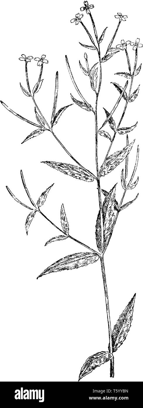 A picture is showing E. Coloratum. This is Epilobium coloratum. This is flowering plant. It belongs to Onograceae family, vintage line drawing or engr Stock Vector