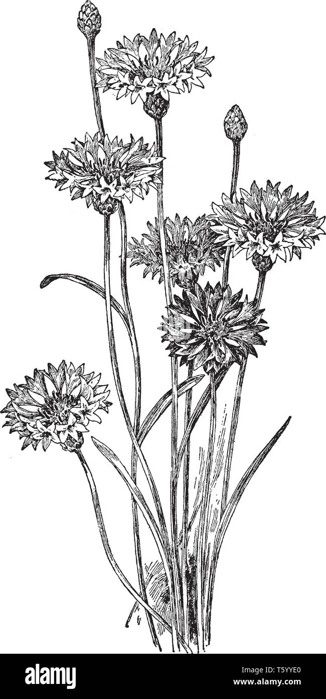 Cornflower drawing hi-res stock photography and images - Alamy