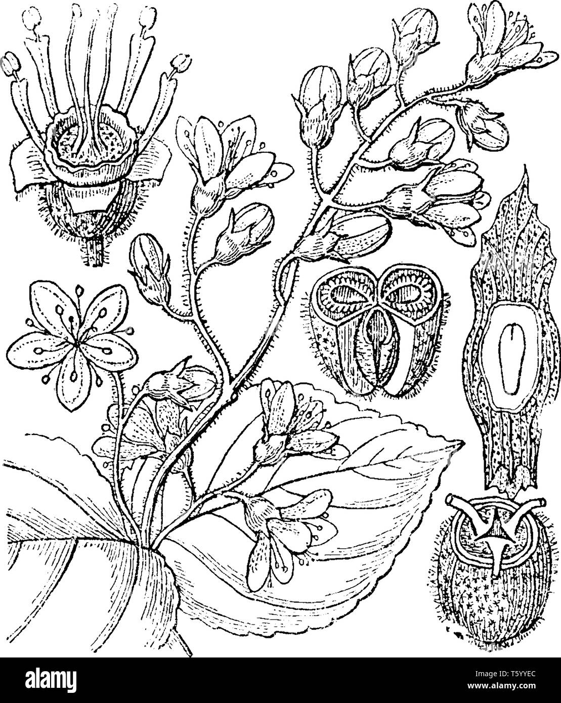 A picture is showing Deutzia. In this image: 1. a flower with the petals removed, 2. a fruit, 3. a portion of the same, showing the placentation, 4. s Stock Vector