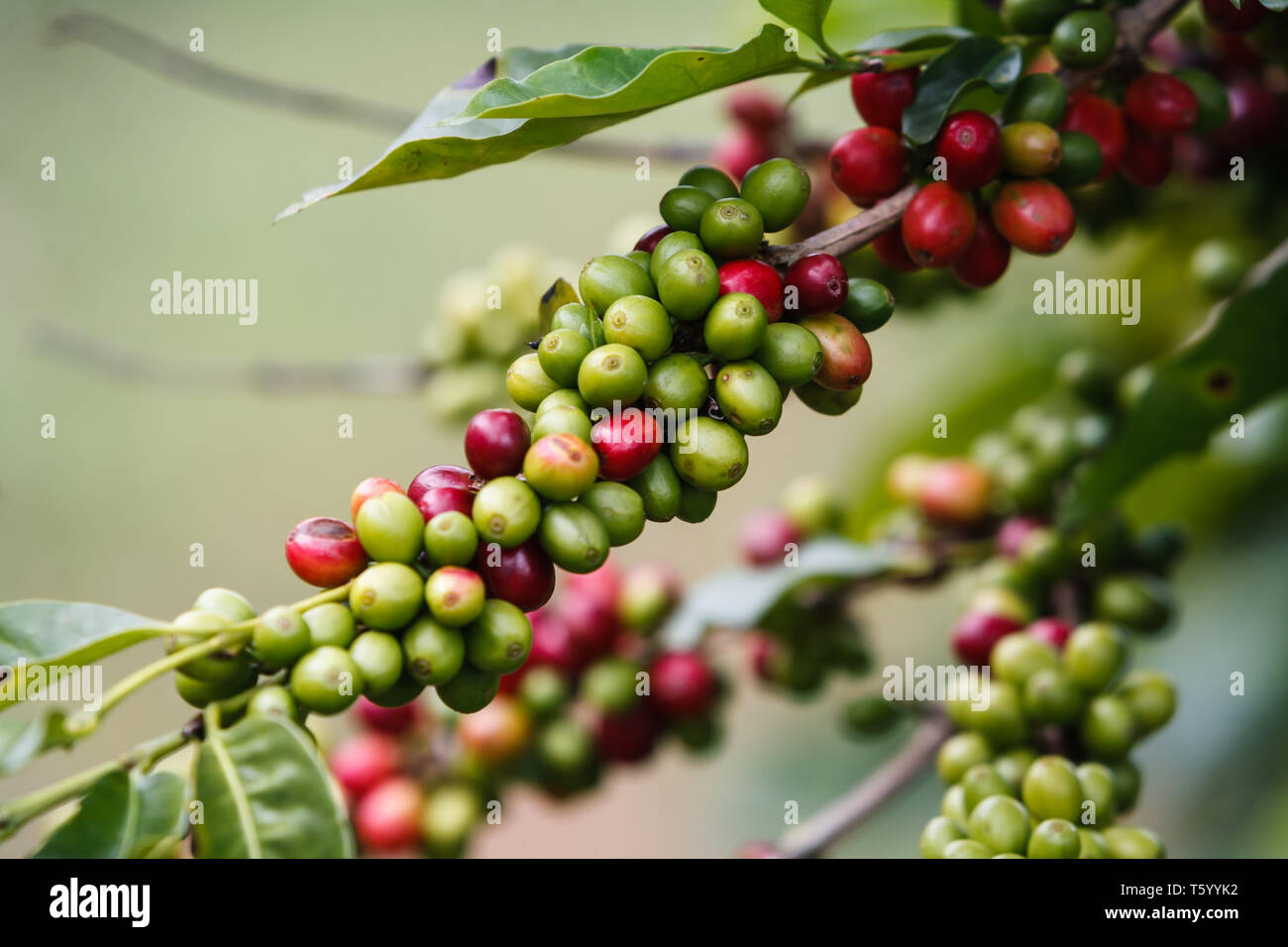 Ripe coffee beans on a tree. Coffee plantation in the central highlands of Vietnam near Dalat. Coffee is one of the provinces most important exports. Stock Photo