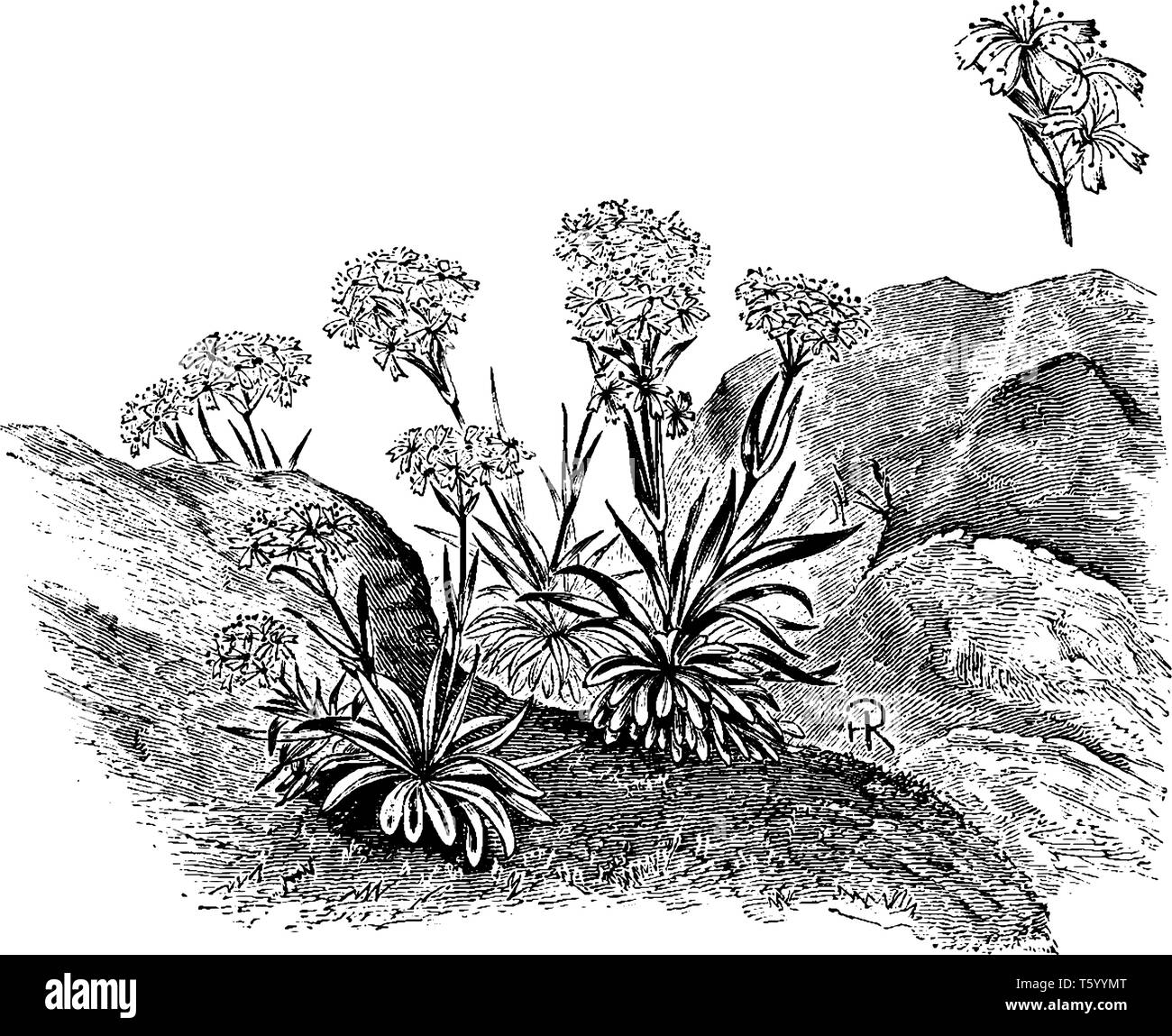 Lychnis Alpina is a flowering plant. It has bright-pink flowers and grassy leaves, vintage line drawing or engraving illustration. Stock Vector