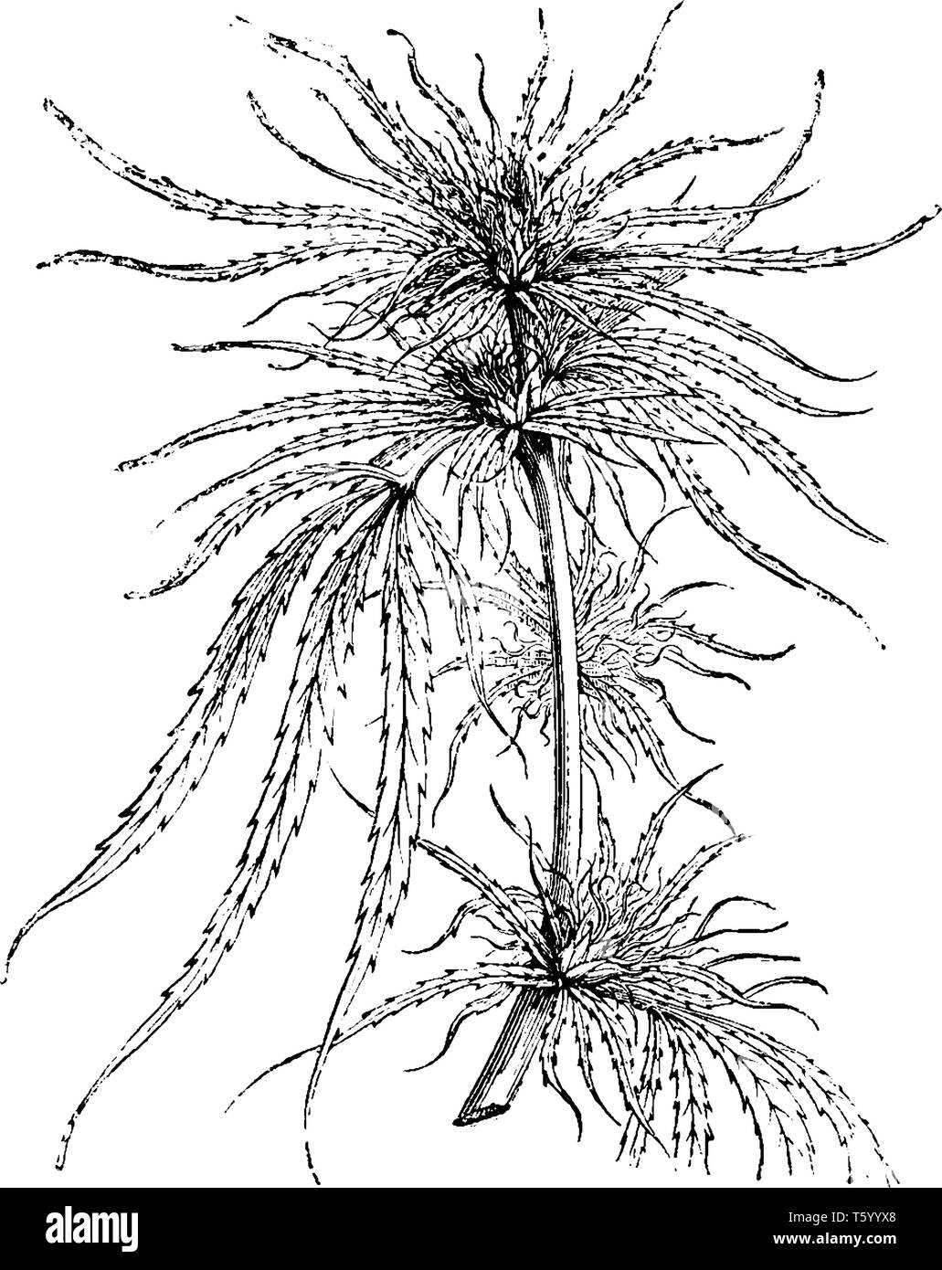 Cannabis sativa is flowering plants also known as hemp plants. Its flowers are greenish in shading & develop on long stalks. The plant can grow up to Stock Vector
