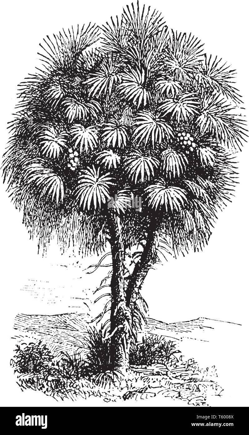 A type of palm that has branches repeatedly branched, each branch ends in a tuft of large leaves in the form of a fan, vintage line drawing or engravi Stock Vector