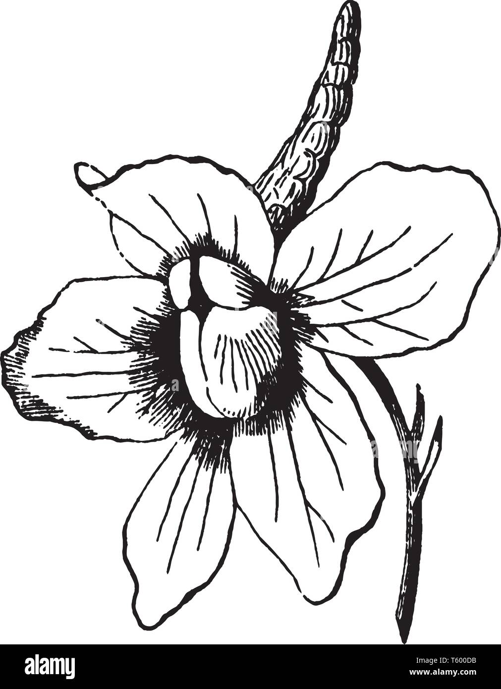 The colorful Larkspur blooms cover a spectrum from white to blue to violet, vintage line drawing